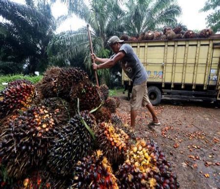 Harga TBS Sawit Plasma Riau Nanjak Lagi Pekan Ini Sumber Halloriau