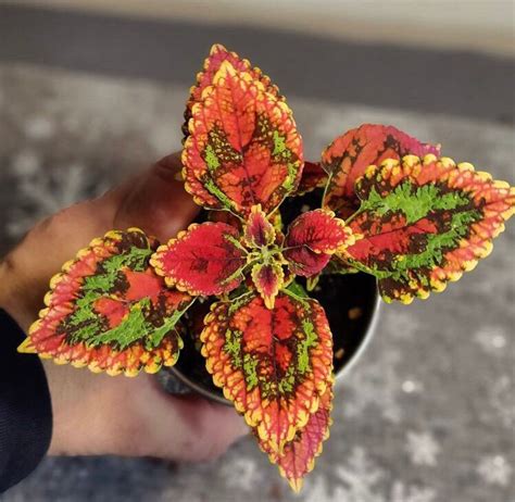 10 coleus seeds coleus seeds flower seeds nettle seeds etsy – Artofit