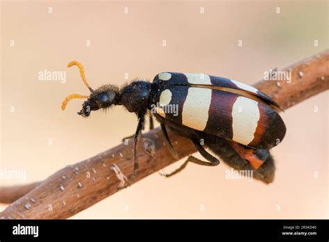 Blister Beetle Meloidae Sp With Form On Twig Namibia Stock Photo