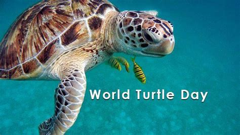 World Turtle Day History Celebration And Themes Earth Reminder