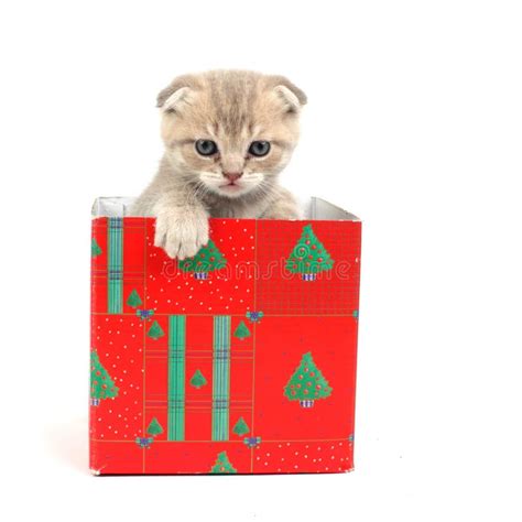 Cat In T Box Stock Image Image Of Looking Cuddly 20923597