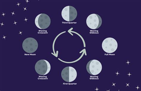 Beginners Guide Planting By The Moon Phases Offbeat Gardener