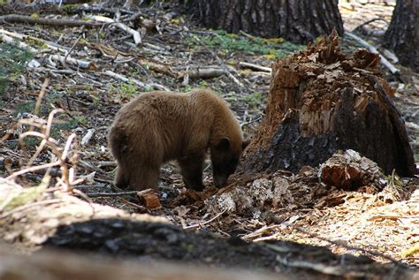 Yosemite Black Bear Photograph By Darius Lineberry Fine Art America