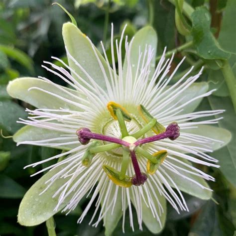 Buy passion flower Passiflora caerulea Constance Eliott: £14.99 Delivery by Crocus