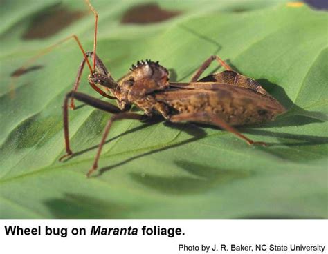 Watch Out For Wheel Bugs Nc Cooperative Extension