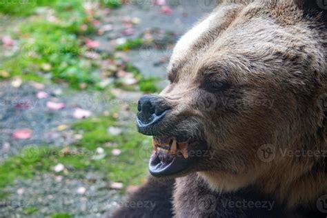 bear brown grizzly in the forest background 12221688 Stock Photo at ...