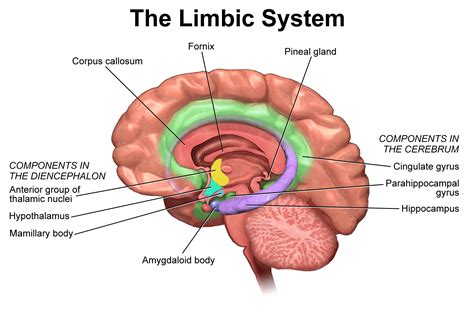 Opinions on Limbic system