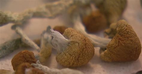 Colorado Votes On Decriminalizing Magic Mushrooms Cbs Colorado