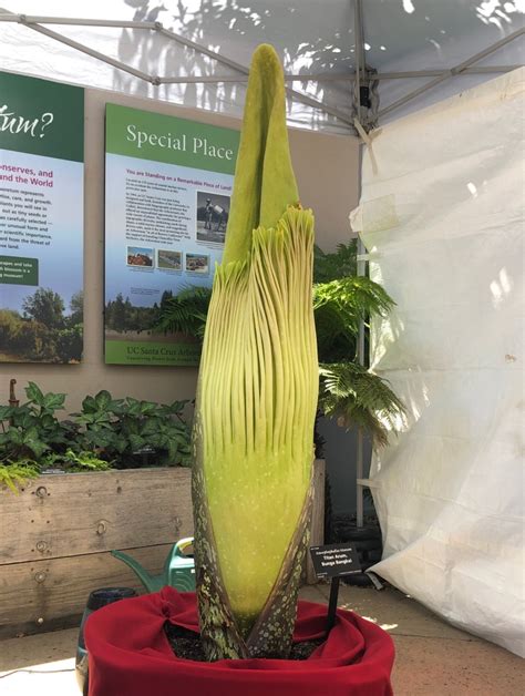 What Does A Corpse Flower Look Like In Full Bloom Best Flower Site