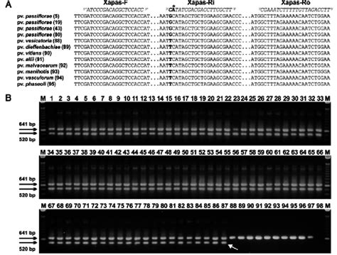 A Part Of The Sequence Alignment Of The S S Rrna Intergenic Spacer