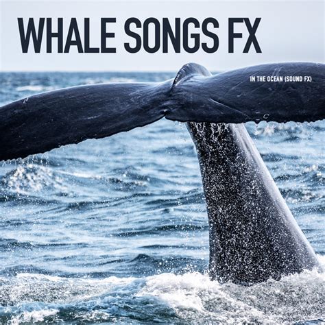 Whale Songs Fx Album By In The Ocean Sound Fx Spotify