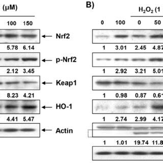 Induction Of Nrf And Ho By Baicalein In Hei Cells Cells Were