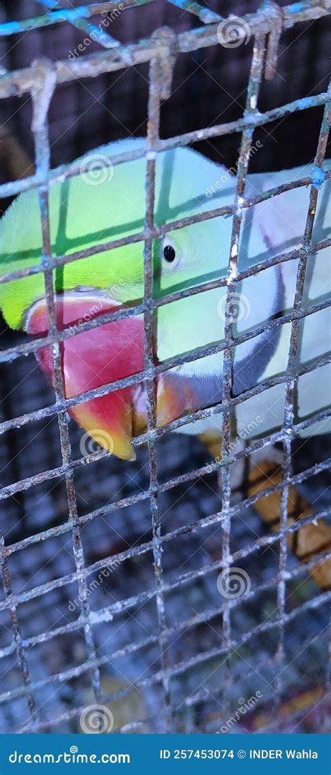 Parrot in cage stock photo. Image of reflection, green - 257453074