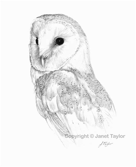 Barn Owl Drawing Print Of Original Graphite Drawing By Jan Etsy