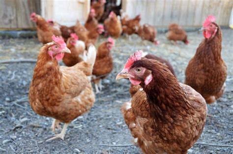 More Than 300 “Spent” Hens Rescued From Slaughter - Farm Sanctuary