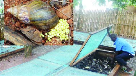 How To Start Profitable Snail Farming In Nigeria Agriculture Nigeria