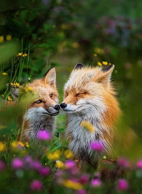 These 22 Photos Will Make You Fall In Love With Foxes Artofit