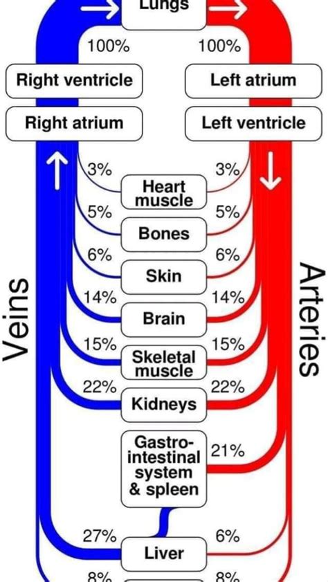 Blood circulatory system human body infographic stock illustration ...