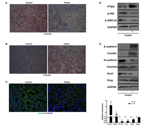 Fisetin Inhibits Pi K Akt Gsk Signaling Pathway And Reverses Emt