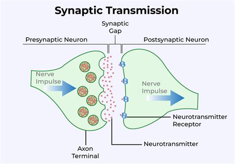 Nerve Impulse Conduction And Transmission Of Nerve Impulses