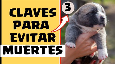 Como Cuidar CACHORROS De 1 MES Las 3 CLAVES De Como CUIDAR