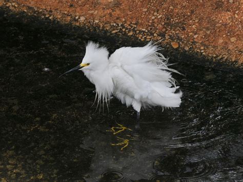 The Online Zoo - Snowy Egret