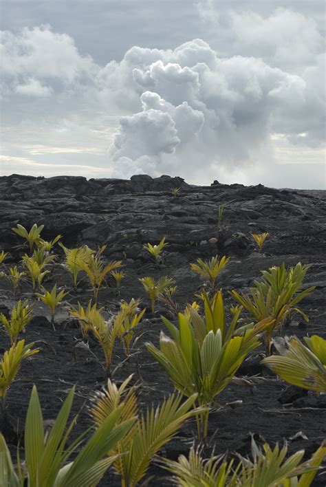 Free Stock image of regrowth after a volcano | ScienceStockPhotos.com