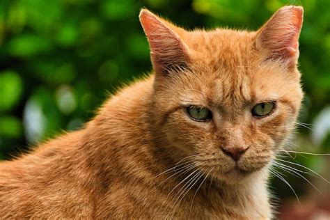 Kucing Sering Disebut Memiliki 9 Nyawa Mitos Atau Fakta Cek Di Sini