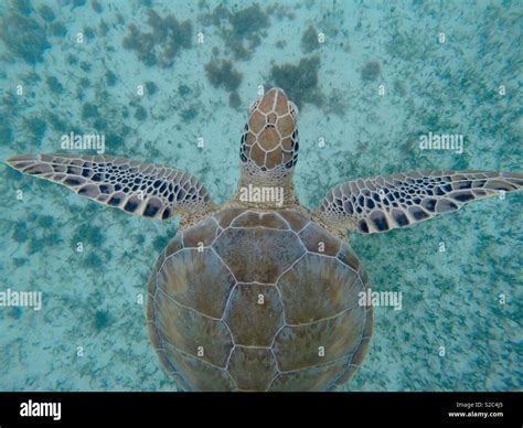 Sea turtle swimming Stock Photo - Alamy