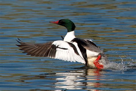 Common Merganser