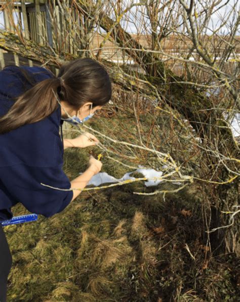 Willow Conservation Plants As Cultural Artifacts K C Irving