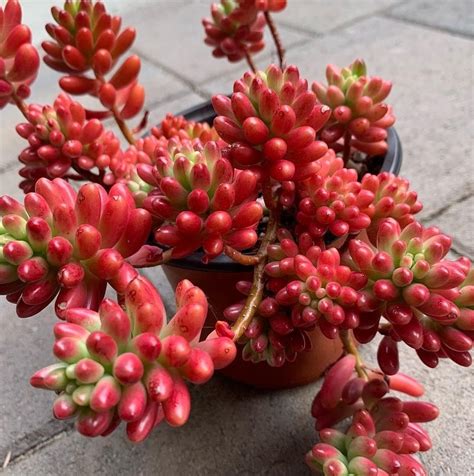 Sedum Rubrotinctum