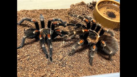 Brachypelma Auratum Mexican Flame Knee Pairing YouTube