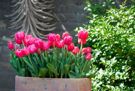 How To Care For Tulips In A Pot Back Gardener