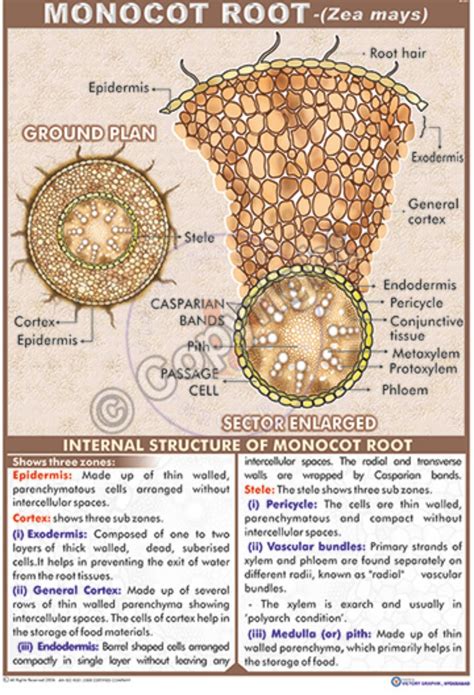 Victory Graphik B 31 Monocot Root Zea Mays