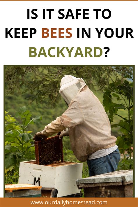 Backyard Beekeeping For Beginners Our Daily Homestead In