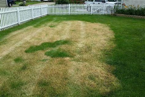 Signs Of Fertilizer Burn In Grass How To Fix Over Fertilized Lawn