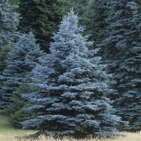 Colorado Blue Spruce Colorado Blue Spruce Blue Spruce Tree Picea