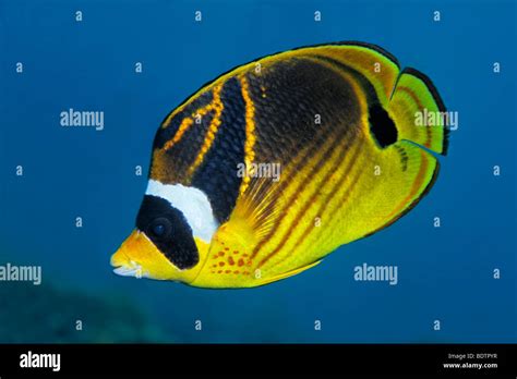 Raccoon Butterflyfish Chaetodon Lunula Nadar En El Agua Azul