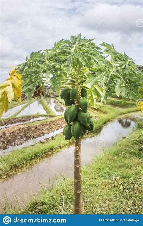 Green Papayas Growing On Tree With Some Yellow Leaves Irrigated Rice