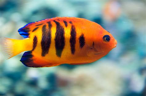 Poisson Ange Flamboyant Centropyge Loricula Flamboyant Fish Tank