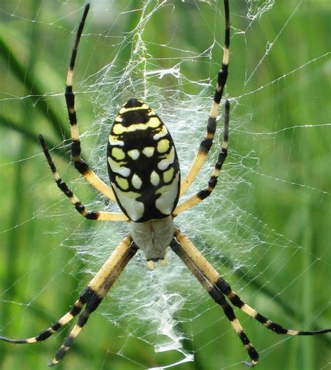 Black And Yellow Spider Images & Pictures - Becuo