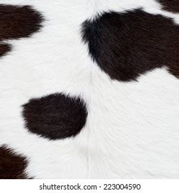 Cow Skin Texture Stock Photo 223004590 | Shutterstock