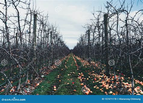 Apple Orchard In Autumn Winter Season I Stock Photo Image Of Juicy