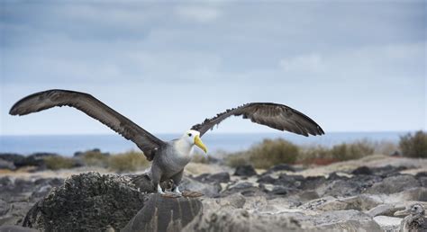 World Albatross Day 2021 Charles Darwin Foundation