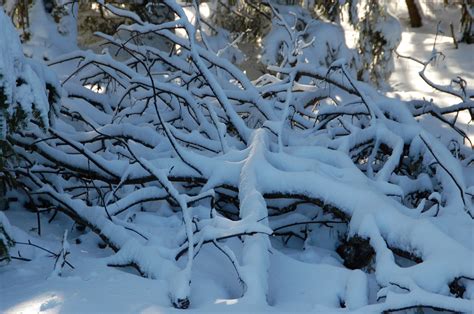 Free Images Tree Branch Snow Winter Frost Ice Weather Season