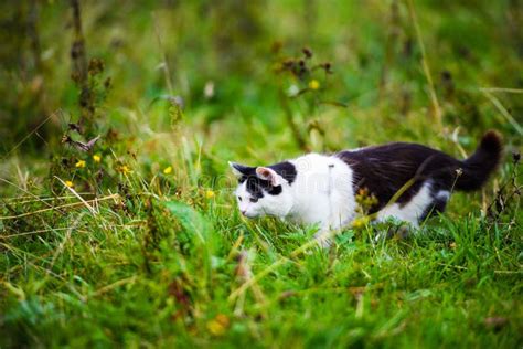 Hunting Cat Jumping Through Grass Stock Image Image Of Gray Cute