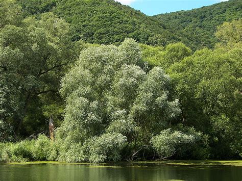 Salix alba- The White Willow