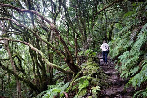 Explore the 3 Best Hiking Trails in Tenerife if you Love Nature