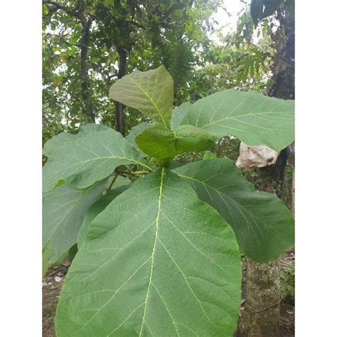 Jual Daun Jati Segar Kg Shopee Indonesia